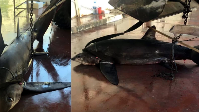 Nesli Azalan ‘insan yüzlü ‘Sapan balığı ağlara takıldı