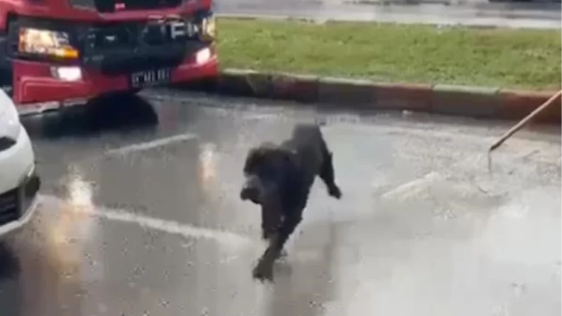 Sokak köpeği yağmur suyu drenaj hattında mahsur kaldı