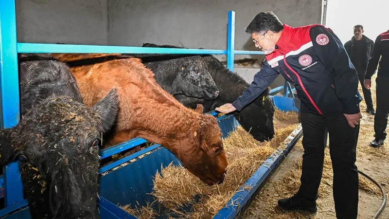 Kırmızı et üretimini artıracak proje sonuç vermeye başladı