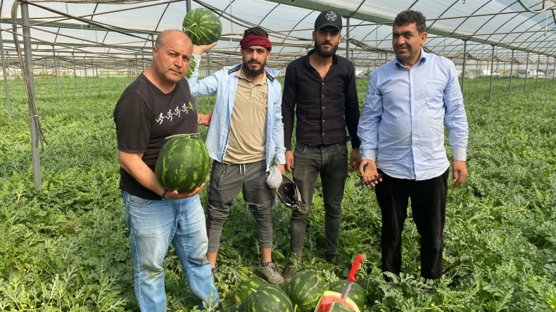 Antalya’daki sıcak hava karpuz hasatını öne çekti
