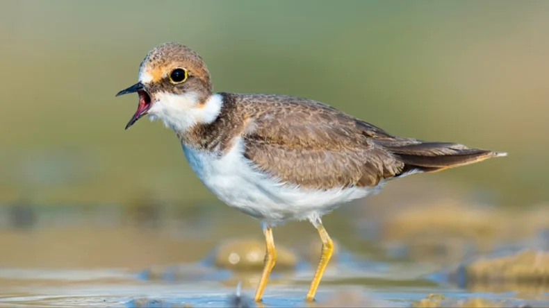 Kuş cenneti Boğaçayı