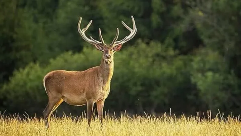 Serik’te geyik avına ceza!
