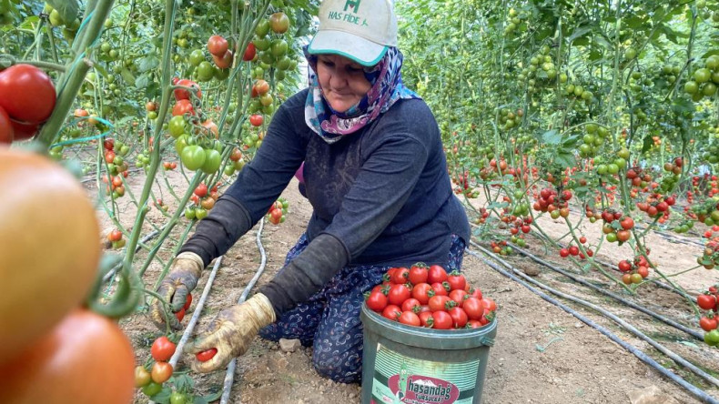 Aksu’da domates üretimi ilk sırada yer aldı