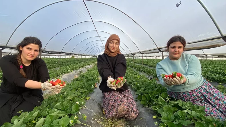 Fiyatlar düştükçe düştü! Kilosu 400 TL’den bir anda dibi gördü… Çiftçi maliyeti karşılamakta zorlanıyor